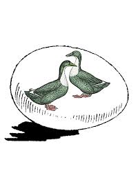 Check spelling or type a new query. Murray Mcmurray Hatchery Swedish Duck Eggs