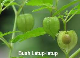 Heboh buah ajaib,, buah yang bisa mengubah rasa di lidah. Anim Agro Technology Buah Letup Letup Harga M3 000