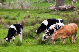 Milchprodukte Ungesund Eine Bessere Alternative Zu Kuhmilch Produkten Kuhmilch Milchprodukte Milch Gesund