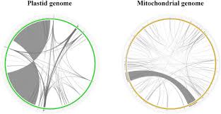 Image result for Kotschya aeschynomenoides