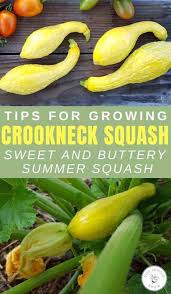 These plants grow most heartily during t. Growing Crookneck Squash The Best Summer Squash You Should Grow