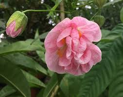 You can't consider yourself a true plant geek without any of these in your collection. Rare Plants Fruiting Rare Exotic Tropical House Plants For Sale Online