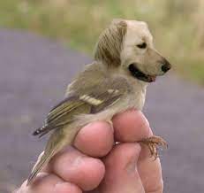 You will be amazed and. Cool Photoshop Animals Gallery