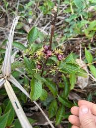 Image result for Sabicea bequaertii