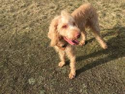 Long hair is more popular than ever. My Beautiful Wire Haired Vizsla He Is Just A Bit Blonde And Curly Vizsla