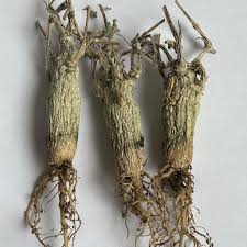 Image result for Corallocarpus bainesii