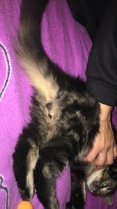 Wann ist mein hund eigentlich ausgewachsen? Ist Meine Katze Ein Kater Hat Sie Hoden