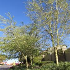 Image result for Acacia xanthophloea