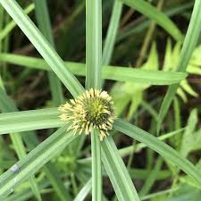 Image result for Kyllinga squamulata