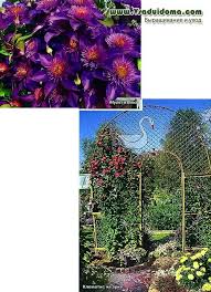 It often takes on the form of a sprawling shrub when grown in dry soils in sandy genus name comes from the greek word klematis which is an old name applied to climbing plants. 7 Summer Clematis Care Questions Site About The Garden Cottage And Houseplants