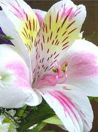 Lily Beautiful Flowers Beautiful Flowers Garden Flower Seeds