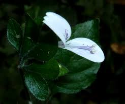 Image result for Hypoestes forskaolii