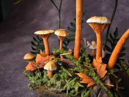 Image result for Tephrosia aurantiaca