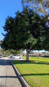 Image result for Harpephyllum afrum