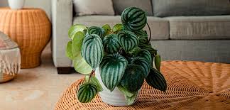 Image result for Peperomia molleri