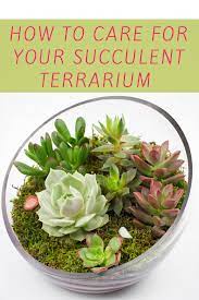 How to layer your open air succulent terrarium. How To Care For Your Succulent Terrarium Juicykits Com Succulent Terrarium Succulents Succulent Care