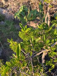 Image result for Coptosperma