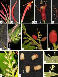 Image result for Loranthaceae