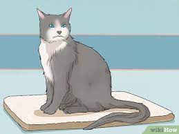 How To Calm A Cat In Heat 11 Steps With Pictures Wikihow