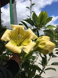 Image result for Solandra maxima