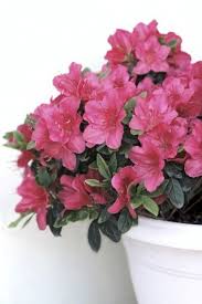 How To Care For Azalea In Planters Guide To Growing Azaleas In Containers Azalea Flower Azaleas Care Plants