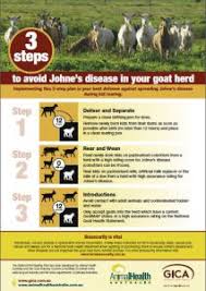 Goat Health Animal Health Australia