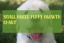 Small Breed Puppy Growth Chart Wachstumstabelle Für Welpen