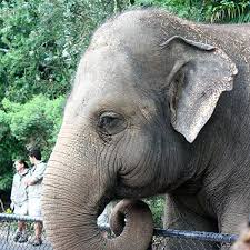 Stop Imprisoning Elephants At Zoo After Bong Su The Elephant Euthanized Elephant Bull Elephant Animal Graphic
