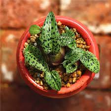 Image result for Drimiopsis