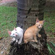 Racikan obat flu untuk kucing ini dapat kamu berikan secara langsung atau mencampurkannya pada air minum. Kucing Untuk Diberi Percuma Area Bangi Ws Nbor Malaysian Cats Free Adoption Kucing Diberi Secara Percuma Facebook