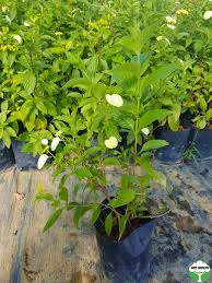 Image result for Pseudomussaenda stenocarpa