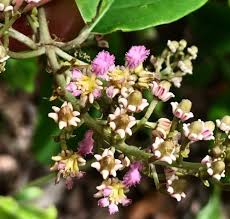 Image result for Picralima nitida