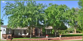 In fact, it's also adaptable to various soil types and is actually the most drought tolerant of any evergreen. Learn How Trees Can Help You Save On Your Electricity Bills