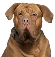 Check out our bordeaux dog selection for the very best in unique or custom, handmade pieces from our shops. Dogue De Bordeaux Puppies For Sale Adoptapet Com