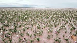 However, the last time was in 2015, when the region saw the equivalent of seven years of rain in 12 hours, the weather channel reported. Sandhof Lilies Which Only Appear In A Good Rain Year At A Specific Location In Namibia Youtube