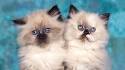 How Much Does a Himalayan Cat Cost? | HowMuchIsIt.org