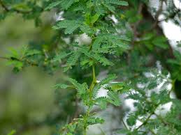 Image result for Acacia grandicornuta