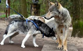 A csehszlovák farkas kutya, más néven csehszlovák farkas kutya, cseh farkas vagy wolfhund, egy csodálatos fajta, amelyet a kutya és a farkas átlépésével nyertek. Mindket Fajnak Rengeteg Gondot Okozhatnak Nemetorszagban A Kutyakkal Keveredo Farkas Populacio Utodai Kutyabarat Eletmod Magazin Egyutt Mindenhova