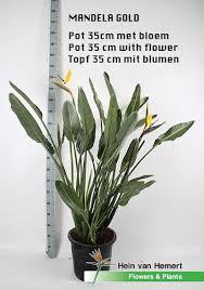 Even though i find bird of paradise to not be as sensitive to humidity, there is a limit to. Strelitzia Mandela Gold Yellow Flower In 35 Cm Pot Birds Of Paradise Flower Cactus Plants Yellow Flowers
