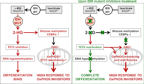 See actions taken by the people who manage and post content. Mitochondrial Metabolism Supports Resistance To Idh Mutant Inhibitors In Acute Myeloid Leukemia Journal Of Experimental Medicine Rockefeller University Press