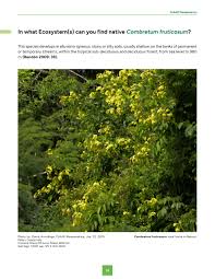 Image result for Combretum holstii