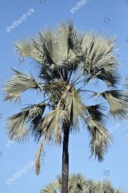 Image result for Borassus aethiopum