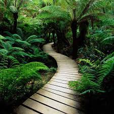 Jungle Path Pathways Nature Wallpaper Backyard
