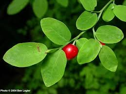 Image result for Vaccinium stanleyi