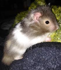 Baby Black And White Syrian Hamster Globs My New Long Haired Syrian Hamster Syrian Hamster Cute Hamsters Pet Rodents