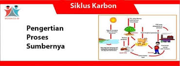 Siklus karbon merupakan proses pemanfaatan karbondioksida di udara untuk keperluan siklus karbon berawal dengan pembentukan karbon (co2) diudara. Siklus Karbon Pengertian Proses Dan Sumber Penyumbangnya