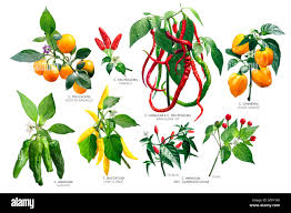 Image result for Capsicum frutescens
