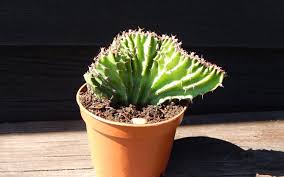 Image result for Euphorbia jubata