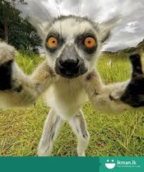 Maybe you would like to learn more about one of these? Persian Cat For Sale In Sri Lanka Ikmanlk