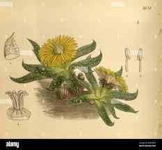 Image result for Nananthus vittatus